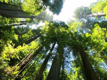 Redwood Sky Walk, un mirador en las secuoyas gigantes de California