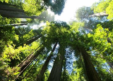 Redwood Sky Walk, un mirador en las secuoyas gigantes de California