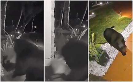 Sólo tenía hambre. Video capta el momento en que un oso roba pedido de Taco Bell