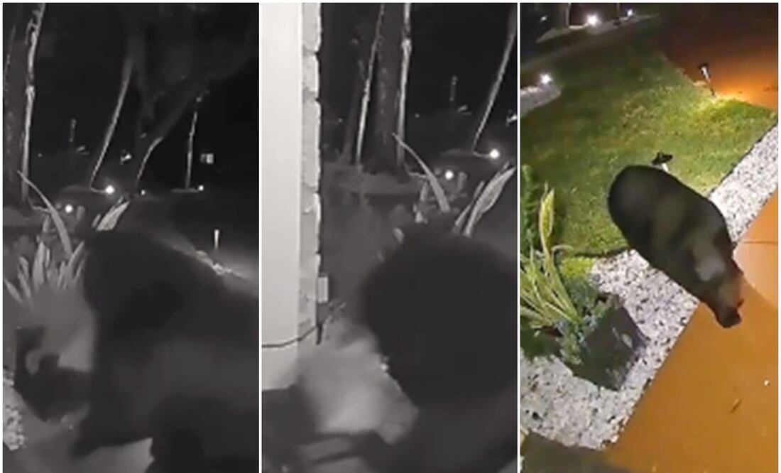 Sólo tenía hambre. Video capta el momento en que un oso roba pedido de Taco Bell. Foto: TikTok