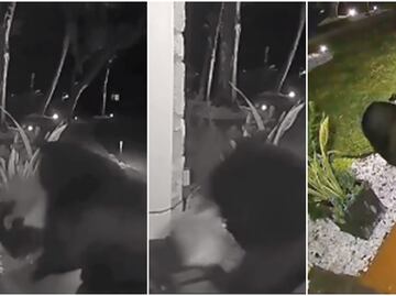 Sólo tenía hambre. Video capta el momento en que un oso roba pedido de Taco Bell