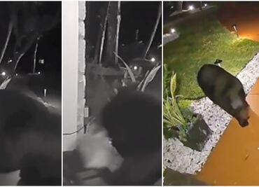 Sólo tenía hambre. Video capta el momento en que un oso roba pedido de Taco Bell