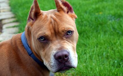 Pronto podría dejar de ser ilegal tener un pitbull en Denver 