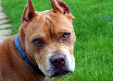 Pronto podría dejar de ser ilegal tener un pitbull en Denver