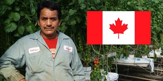 México suspende envío de trabajadores agrícolas a Canadá