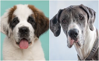 ¿Tienes espacio para ellos? Te presentamos 10 de las razas más grandes del mundo