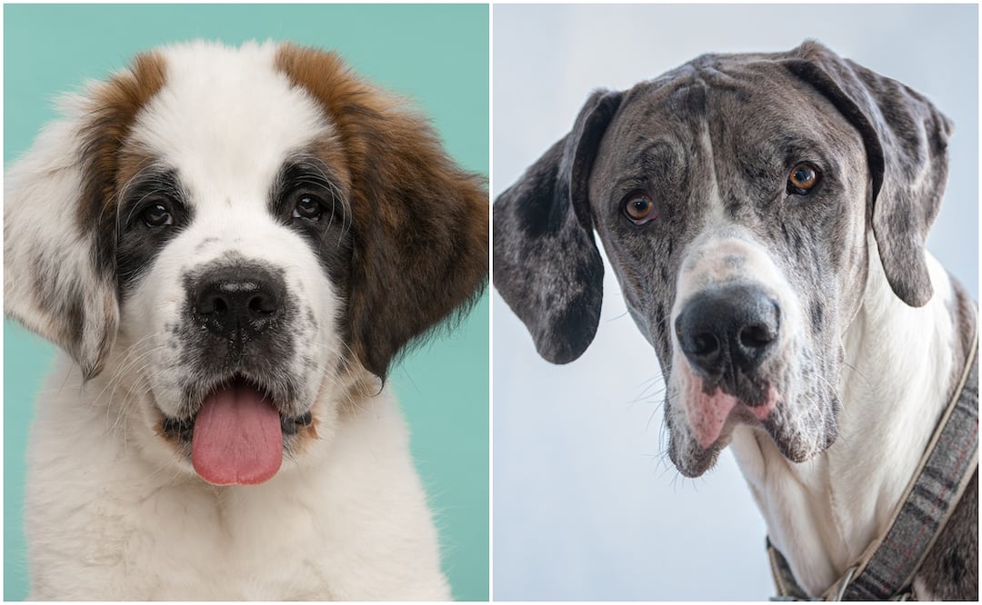 10 de las razas más grandes del mundo. Foto: iSTOCK/David Gillis/MirasWonderland