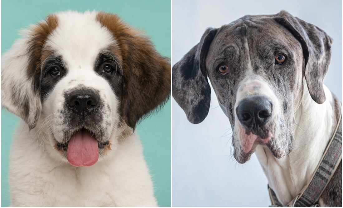 10 de las razas más grandes del mundo. Foto: iSTOCK/David Gillis/MirasWonderland