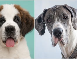 ¿Tienes espacio para ellos? Te presentamos 10 de las razas más grandes del mundo