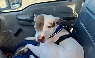 ¡Culpable! Perro al volante choca contra camioneta en Texas