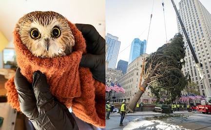 Hallan búho en el árbol de Navidad de Rockefeller Center