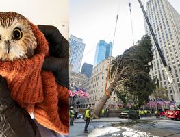 Hallan búho en el árbol de Navidad de Rockefeller Center