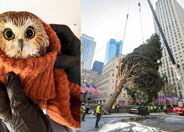 Hallan búho en el árbol de Navidad de Rockefeller Center