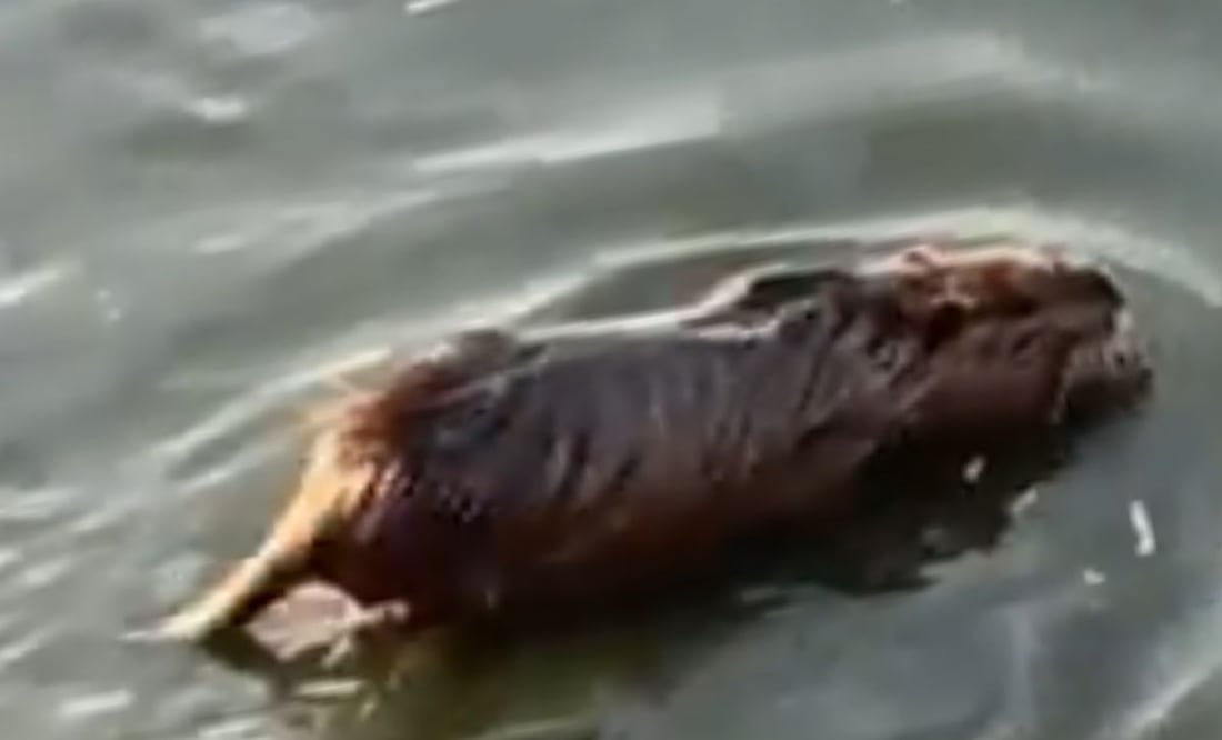 ¿Capibara o rata? Familia confunde roedor con este singular animal | Imagen: Video 'X'