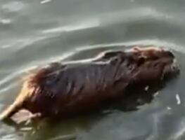 ¿Capibara o rata? Familia confunde roedor con este singular animal. VIDEO