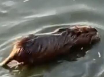¿Capibara o rata? Familia confunde roedor con este singular animal. VIDEO