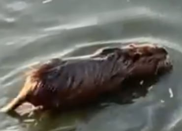 ¿Capibara o rata? Familia confunde roedor con este singular animal. VIDEO