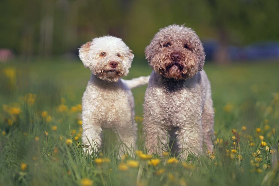 8 mejores razas de perros para personas alérgicas; abrázalos sin miedo a los efectos. Foto: iSTOCK-Eudyptula