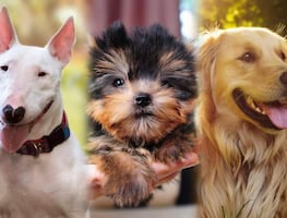 Las 26 razas de perros más amigables; se encariñan con todos los que conocen