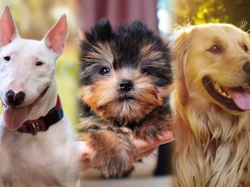 Las 26 razas de perros más amigables; se encariñan con todos los que conocen
