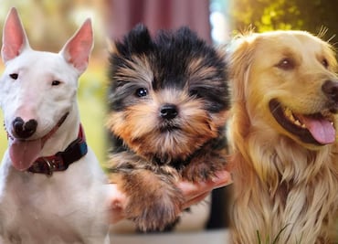 Las 26 razas de perros más amigables; se encariñan con todos los que conocen