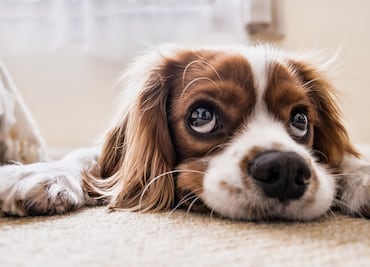 ¿El árbol de Navidad es tóxico para los perros y los gatos?