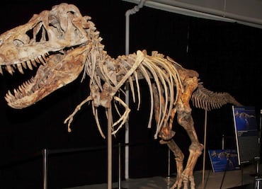 ¿De dónde vino el meteorito que acabó con los dinosaurios?