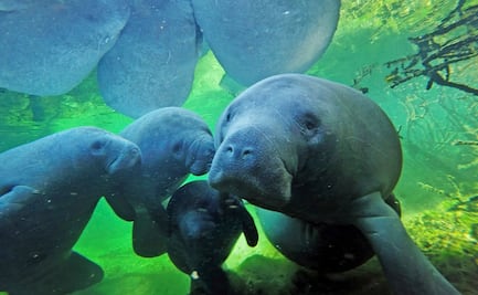 Blue Spring, el parque natural para ver manatíes en Florida 