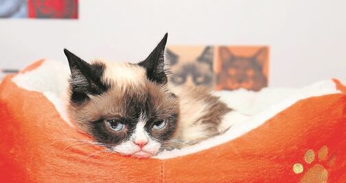 Grumpy Cat continúa cosechando éxitos después de su muerte