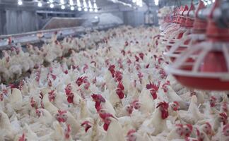 Alerta por gripe aviar: Brasil pierde exportaciones de aves hacia México, Chile y Uruguay