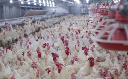 Estados Unidos aprueba la venta de pollo cultivado en laboratorios