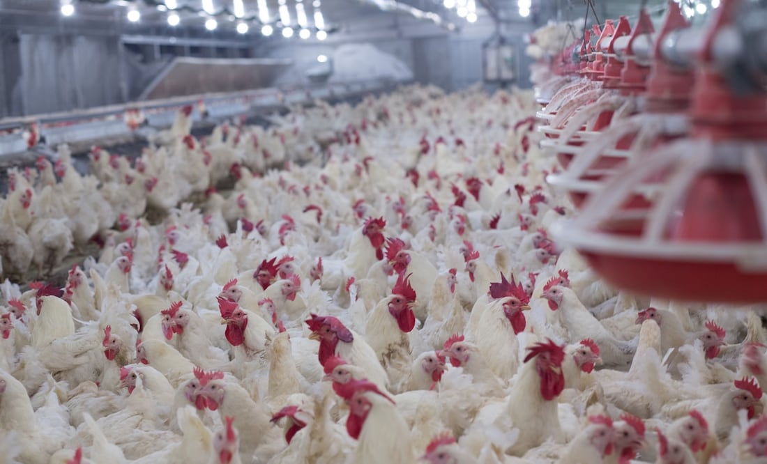 Alerta por gripe aviar: Brasil pierde exportaciones de aves hacia México, Chile y Uruguay Foto: iStock / chayakorn lotongkum