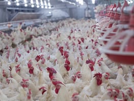 Alerta por gripe aviar: Brasil pierde exportaciones de aves hacia México, Chile y Uruguay