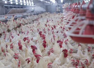 Estados Unidos aprueba la venta de pollo cultivado en laboratorios