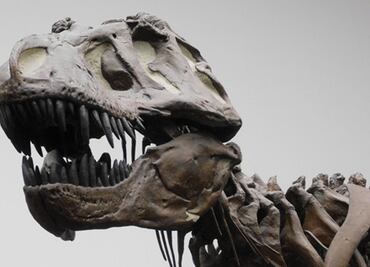 Hallan en Siberia los restos de nueva especie de dinosaurio