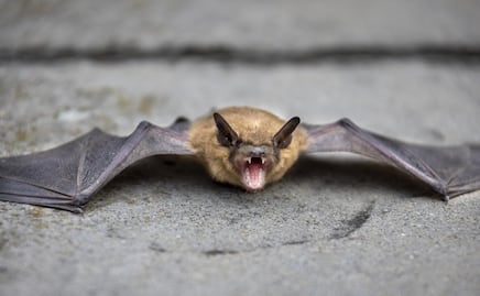 Niño contrae rabia al ser mordido por murciélago en Texas