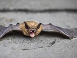 Niño contrae rabia al ser mordido por murciélago en Texas