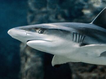 Tiburón ataca a adolescente en playa de Carolina del Norte