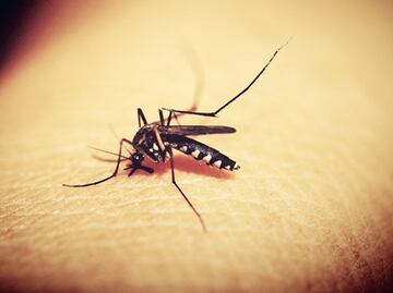 7 tips para evitar las picaduras de mosquito en esta temporada