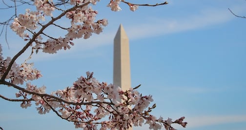 Washington D.C. se cubre de blanco y rosa por la floración de cerezos