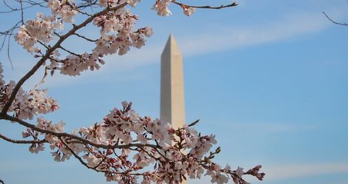 Washington D.C. se cubre de blanco y rosa por la floración de cerezos