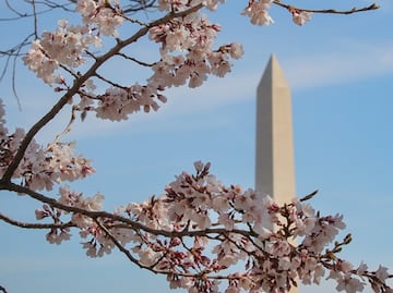 Washington D.C. se cubre de blanco y rosa por la floración de cerezos