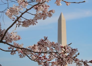 Washington D.C. se cubre de blanco y rosa por la floración de cerezos