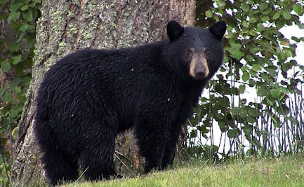 Residente dispara contra oso que irrumpió en su casa en California