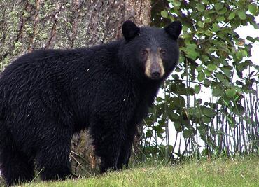 Residente dispara contra oso que irrumpió en su casa en California