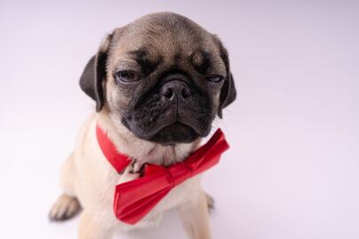 CDMX publica Código Universal de Colores para Mascotas. ¿Es obligatorio?