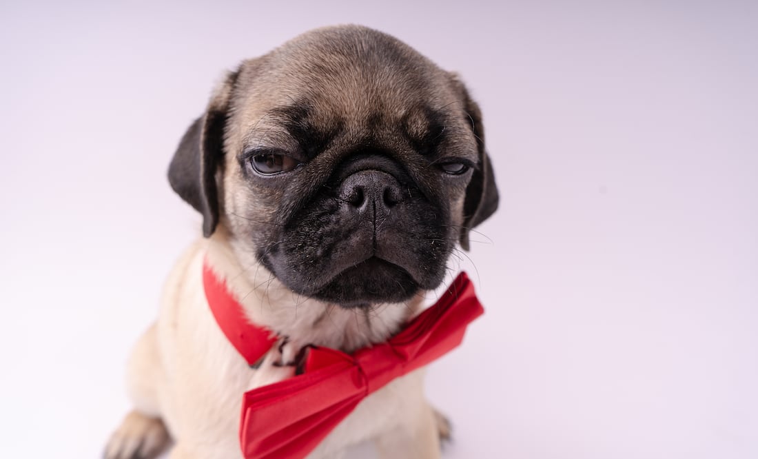 CDMX publica Código Universal de Colores para Mascotas. ¿Es obligatorio Foto: iSTOCK-Anton Deev