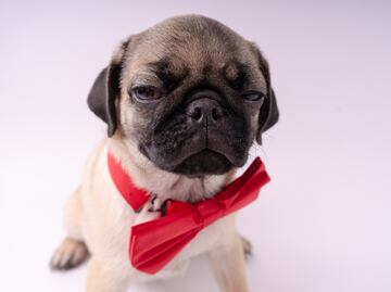 CDMX publica Código Universal de Colores para Mascotas. ¿Es obligatorio?