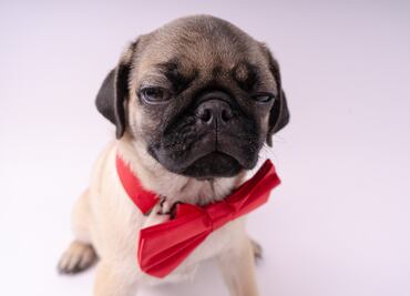 CDMX publica Código Universal de Colores para Mascotas. ¿Es obligatorio?