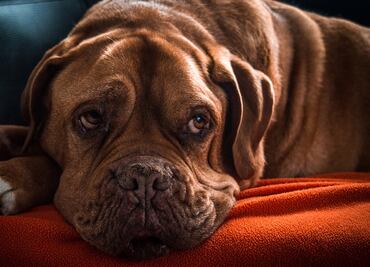 Las razas de perros con la esperanza de vida más corta